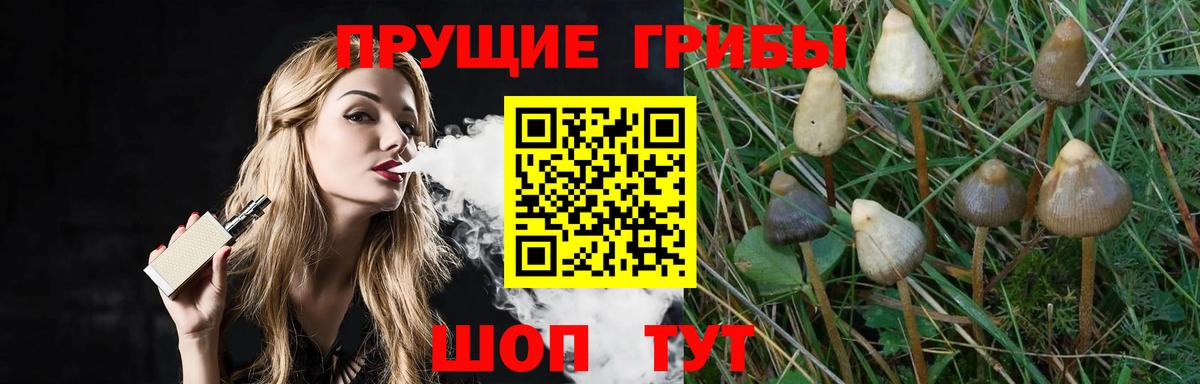Псилоцибиновые грибы Psilocybe Череповец